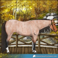 Horse Color:Bay Roan Tobiano