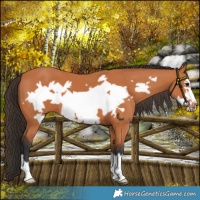 Horse Color:Bay Frame
