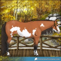Horse Color:Bay Frame 