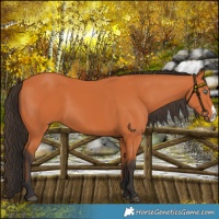 Horse Color:Bay Frame 