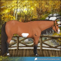Horse Color:Bay Frame