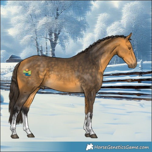 Horse Color:White Spotted Buckskin 