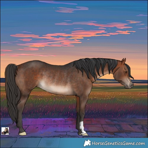 Horse Color:Bay Rabicano 