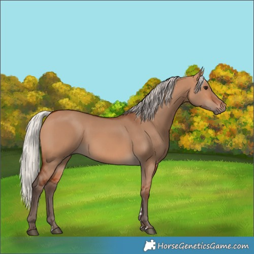 Horse Color:Silver Bay Dun 