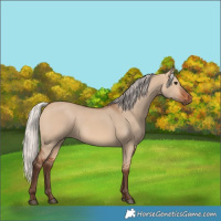 Horse Color:Silver Bay Dun