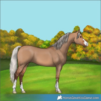 Horse Color:Silver Bay Dun