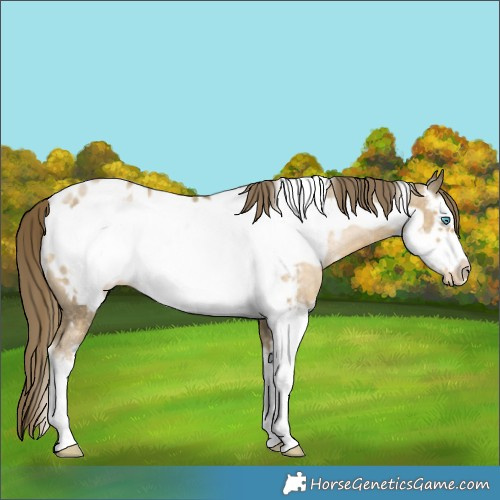 Horse Color:Buckskin Pearl Sabino Frame Appaloosa Rabicano