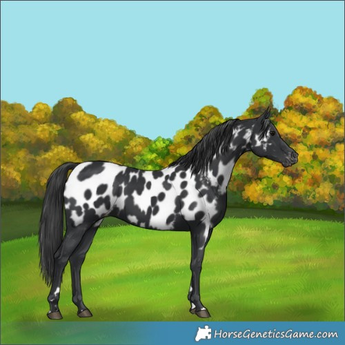 Horse Color:Black Appaloosa 