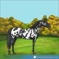 Horse Color:Black Near Leopard 