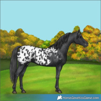 Horse Color:Black Near Leopard