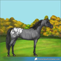 Horse Color:Blue Roan Blanket
