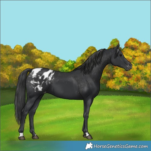 Horse Color:Black Appaloosa 