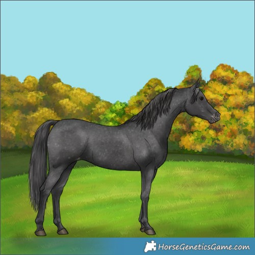 Horse Color:Black Appaloosa 