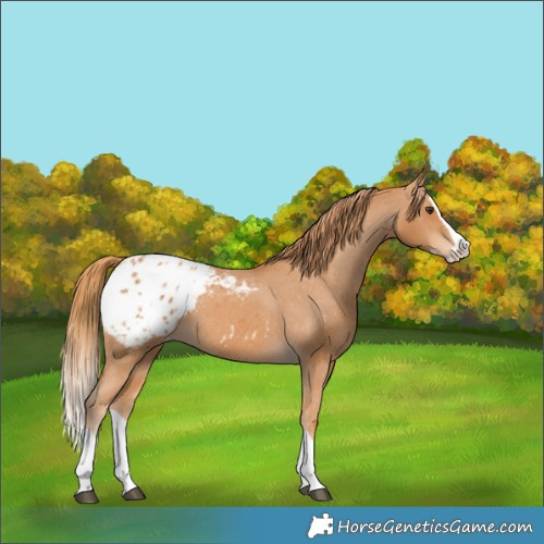 Horse Color:Chestnut Splash Appaloosa 