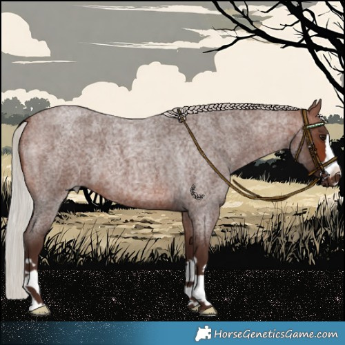 Horse Color:Silver Brown Roan 
