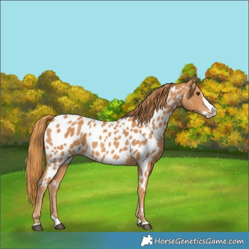 Horse Color:Chestnut Splash Appaloosa