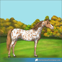 Horse Color:Chestnut Splash Near Leopard 