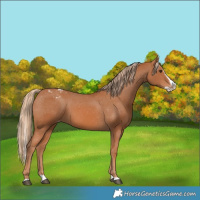 Horse Color:Chestnut Splash Varnish