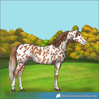 Horse Color:Chestnut Splash Near Leopard