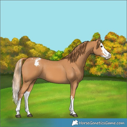 Horse Color:Chestnut Splash Appaloosa 