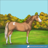 Horse Color:Chestnut Splash Varnish