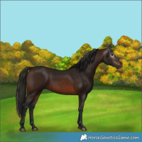 Horse Color:Gray Bay