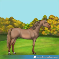 Horse Color:Red Dun Rabicano 