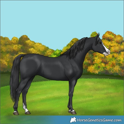 Horse Color:Black Splash Rabicano