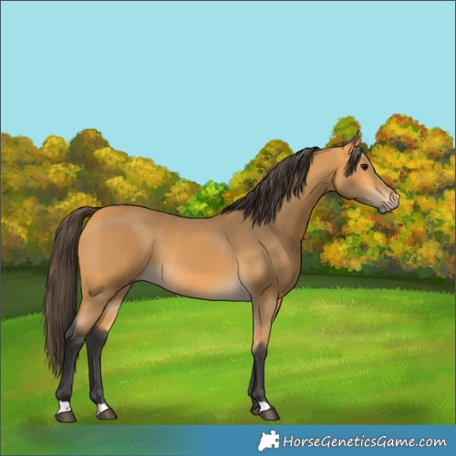Horse Color:Buckskin Rabicano