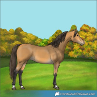 Horse Color:Buckskin Rabicano 