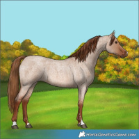 Horse Color:Unknown 