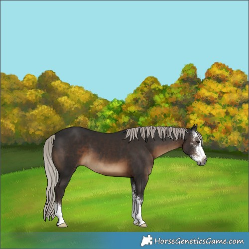 Horse Color:Gray Silver Black Sabino 