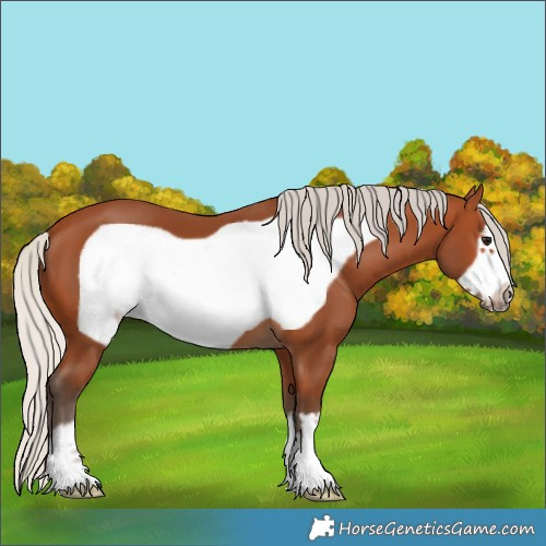 Horse Color:Silver Bay Frame 