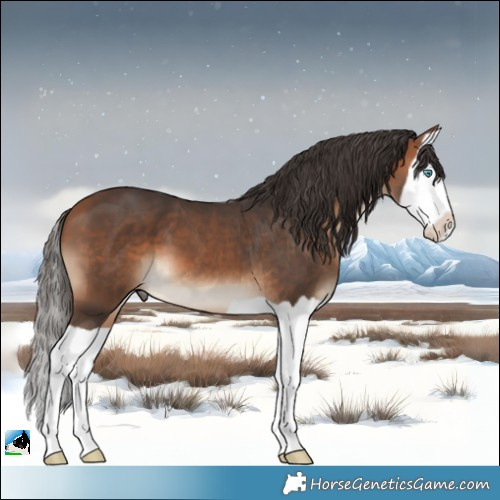 Horse Color:Bay Splash