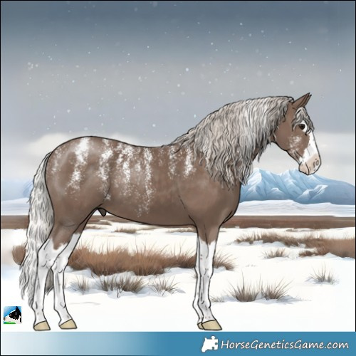 Horse Color:Powder White Silver Black Splash