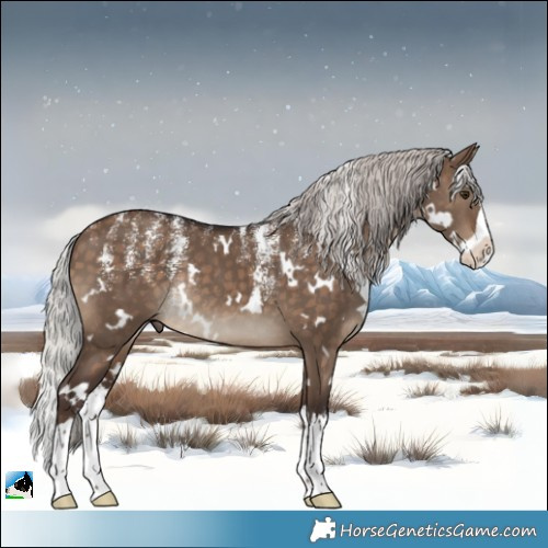 Horse Color:Powder White White Spotted Silver Brown Dun Splash Rabicano 
