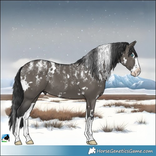 Horse Color:Powder White White Spotted Grullo Splash 