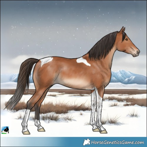 Horse Color:Bay Tobiano 