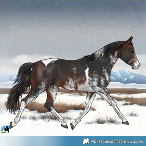 Horse Color:White Spotted Brown Tobiano