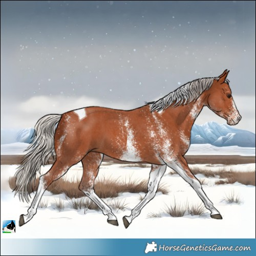 Horse Color:White Spotted Silver Bay Tobiano 
