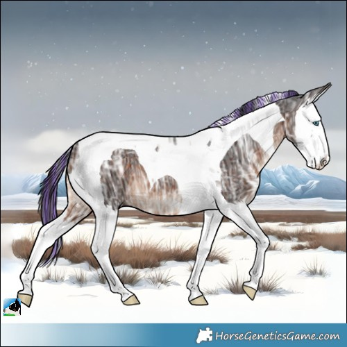 Horse Color:Painted Bay Ice Splash Tobiano 
