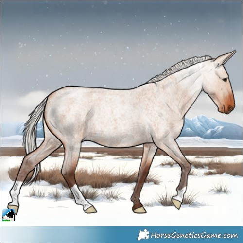 Horse Color:Silver Bay Roan Dun 