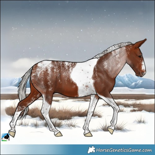 Horse Color:Powder White Silver Bay Tobiano 