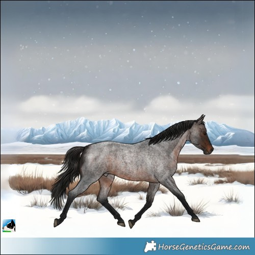 Horse Color:Gray Bay Roan