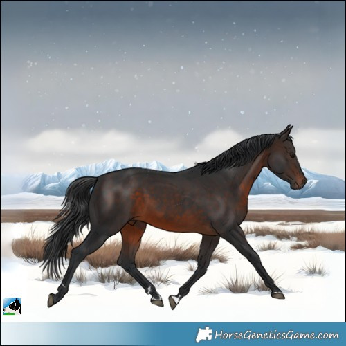 Horse Color:Brown 