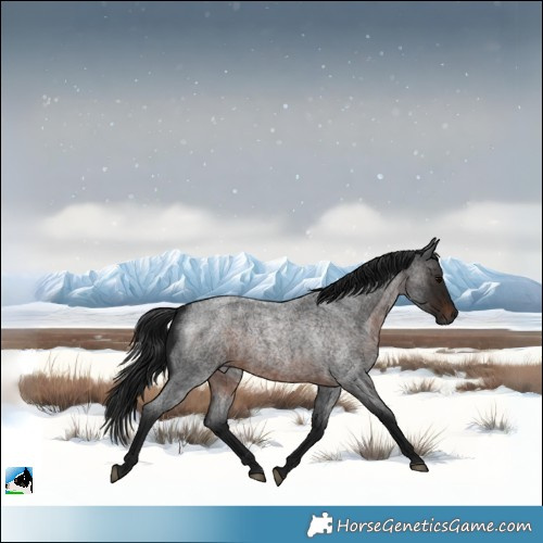 Horse Color:Gray Brown Roan 