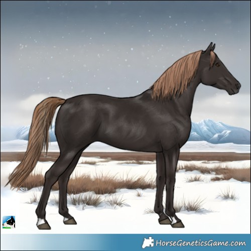 Horse Color:Liver Chestnut 