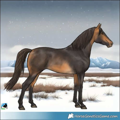 Horse Color:Buckskin 