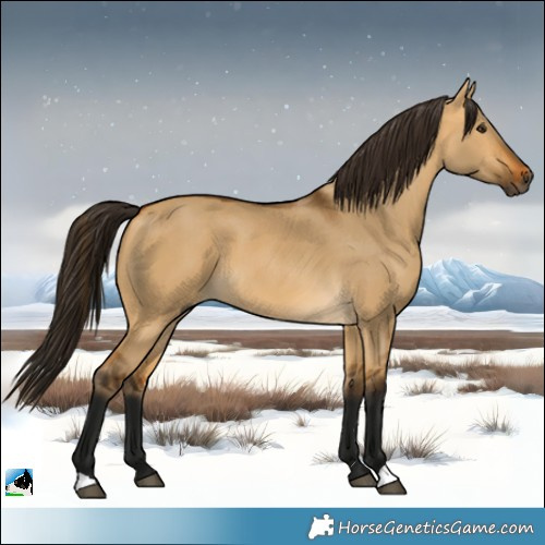 Horse Color:Gray Buckskin Dun 