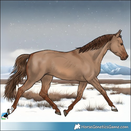 Horse Color:Red Dun Rabicano 